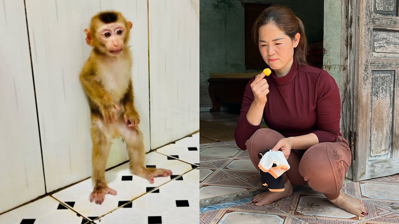 Baby monkey Tina peed in the house and tried to hide from her mother