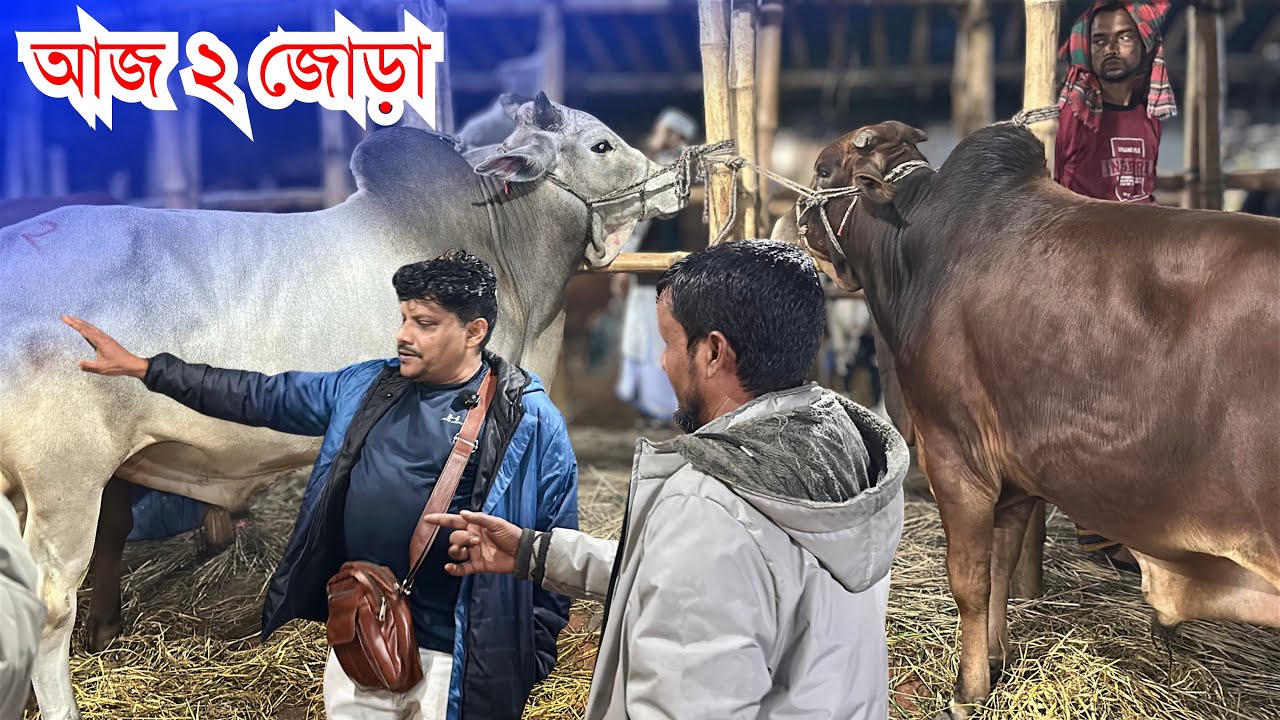 গাবতলী হাটে আকরাম ভাই নিলেন ৬ গরু! 🐂 | ৫ ষাঁড় ১ বকনা | Live Deal 27 Jan 2026