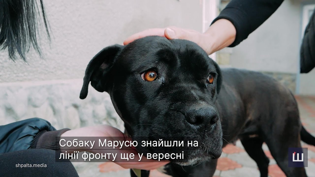 Собаку загиблого військового з Буковини забрала з фронту його родина