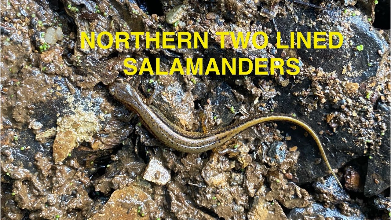 Northern Two Lined Salamander finds from 2025