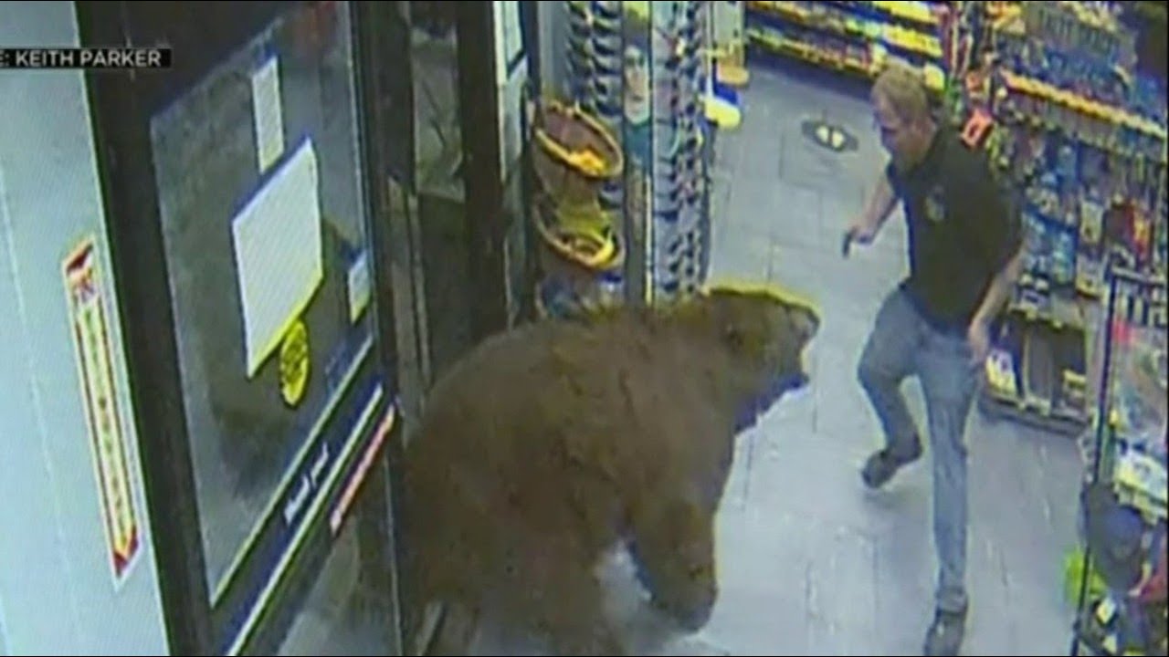 Confronting footage shows workers face-to-face with bears in the US