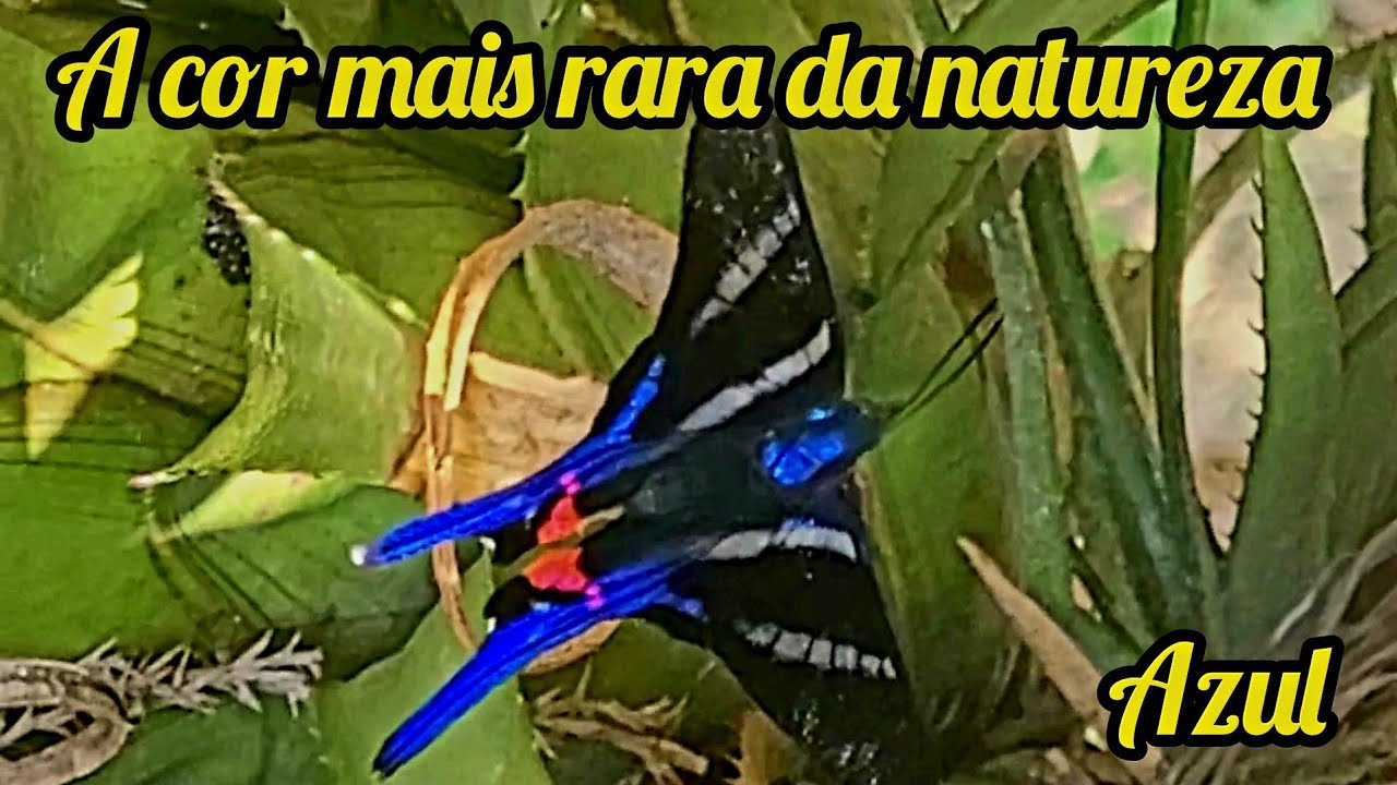 Azul, a cor mais rara da natureza, e a borboleta azul, preta, vermelha e branca (Rhetus arcius)