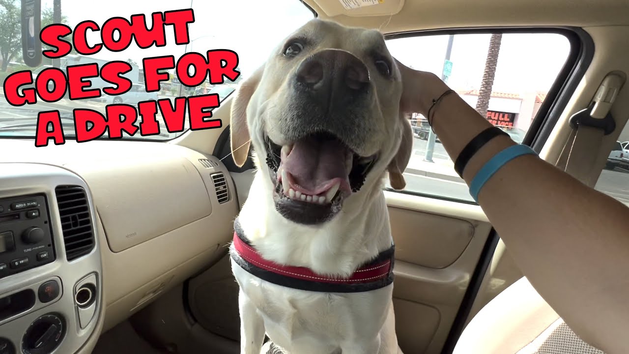 LABRADOR TAKES A DRIVE IN THE CAR!!