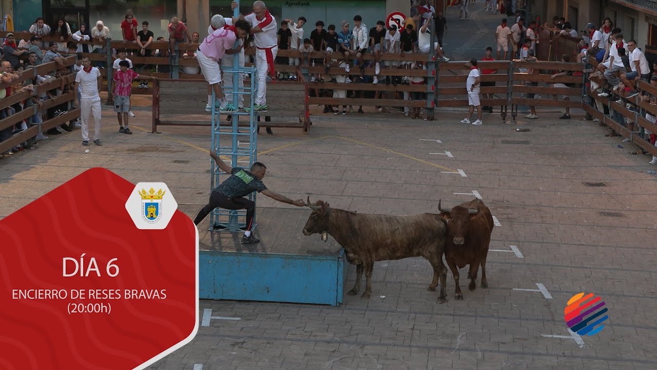 Fiestas de Cascante Día 6 Suelta de Ganado Bravo 20:00h