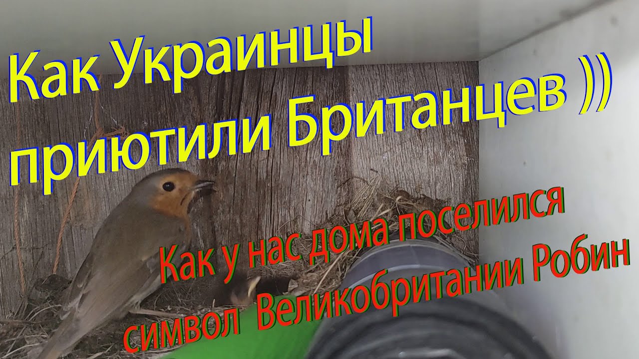 Как Украинцы приютили Британцев )) История о том, как у нас поселился символ Великобритании Робин