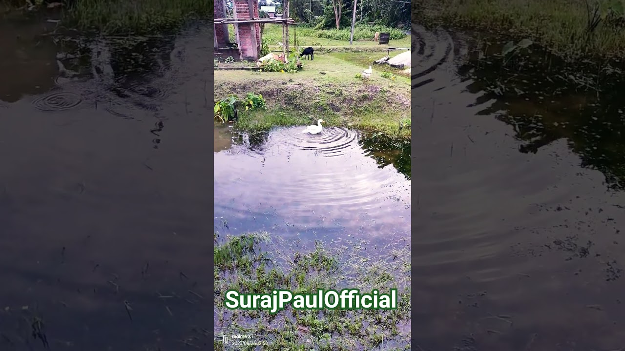 #swan #swim #water #sky #village #trending #viral #shorts #assam #india #spo #surajpaulofficial