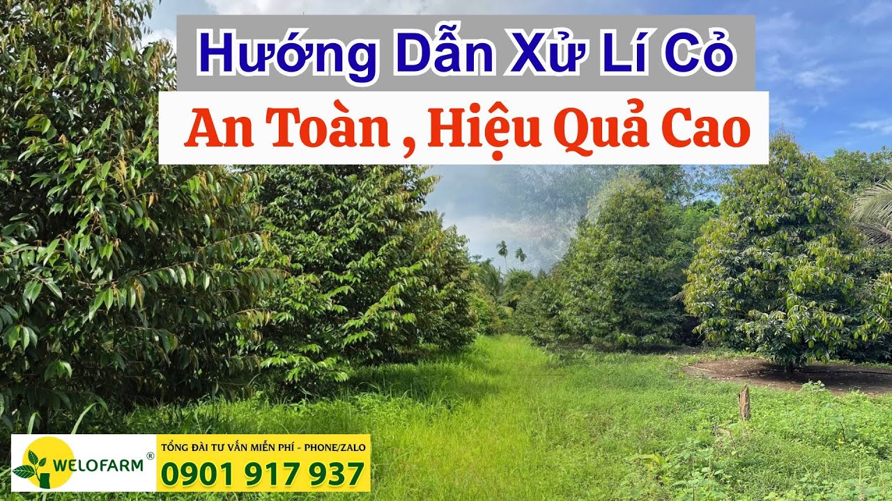 Hướng Dẫn Xử Lí Cỏ AN TOÀN, HIỆU QUẢ CAO
