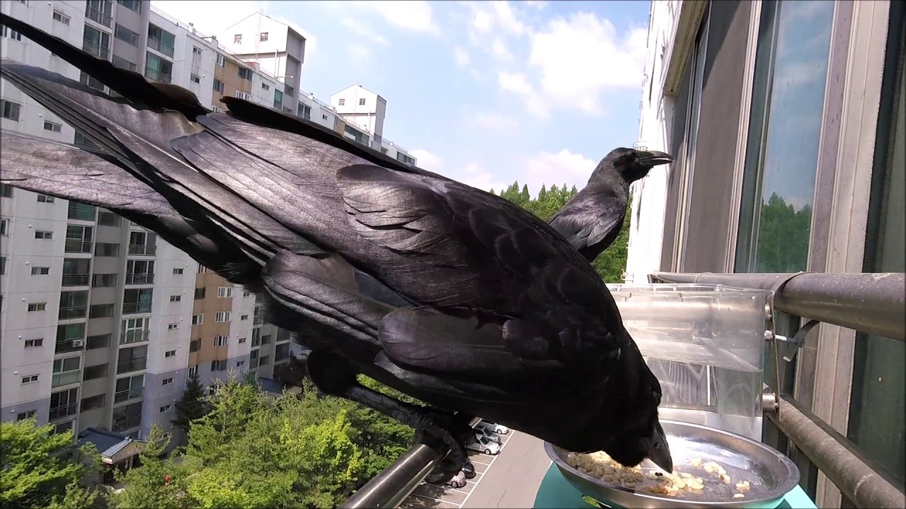 우리가 모르는 까마귀 울음소리. 까마귀들의 대화. 깍-꽉-깍-꽉 꾸우우와악르르르. 빨간 앵두 물고온 까마귀.