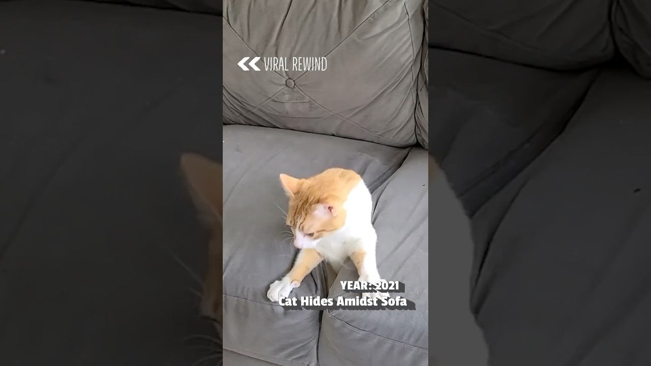 Cat Hides Amidst Sofa Cushions | From The Vault