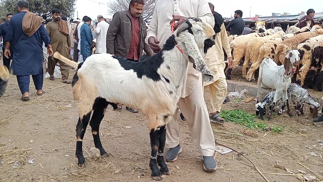 Lahore Mandi update desi bakre aur Mundra chhatre kajale chhatre kurbani 2026 Sajjad Lahori shoq 