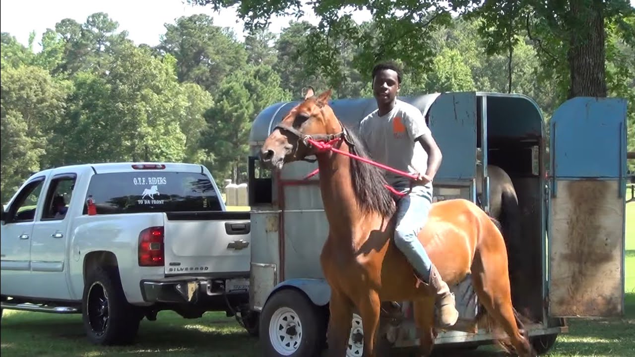 Louisiana Trail Riders Unloading American Saddlebreds at Magnolia Arkansas Trail Ride (O.T.F)