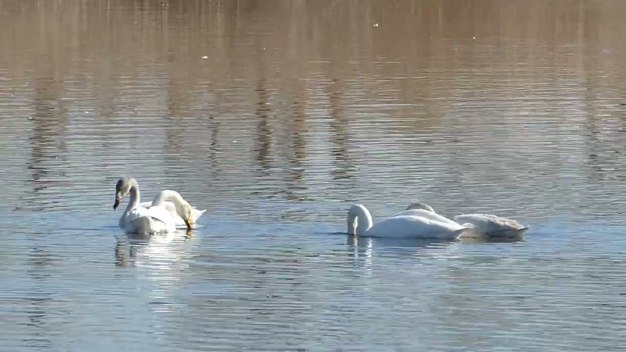 多々良沼のハクチョウ・水草を食べる様子 (群馬県館林市・邑楽町) 2026.1.10