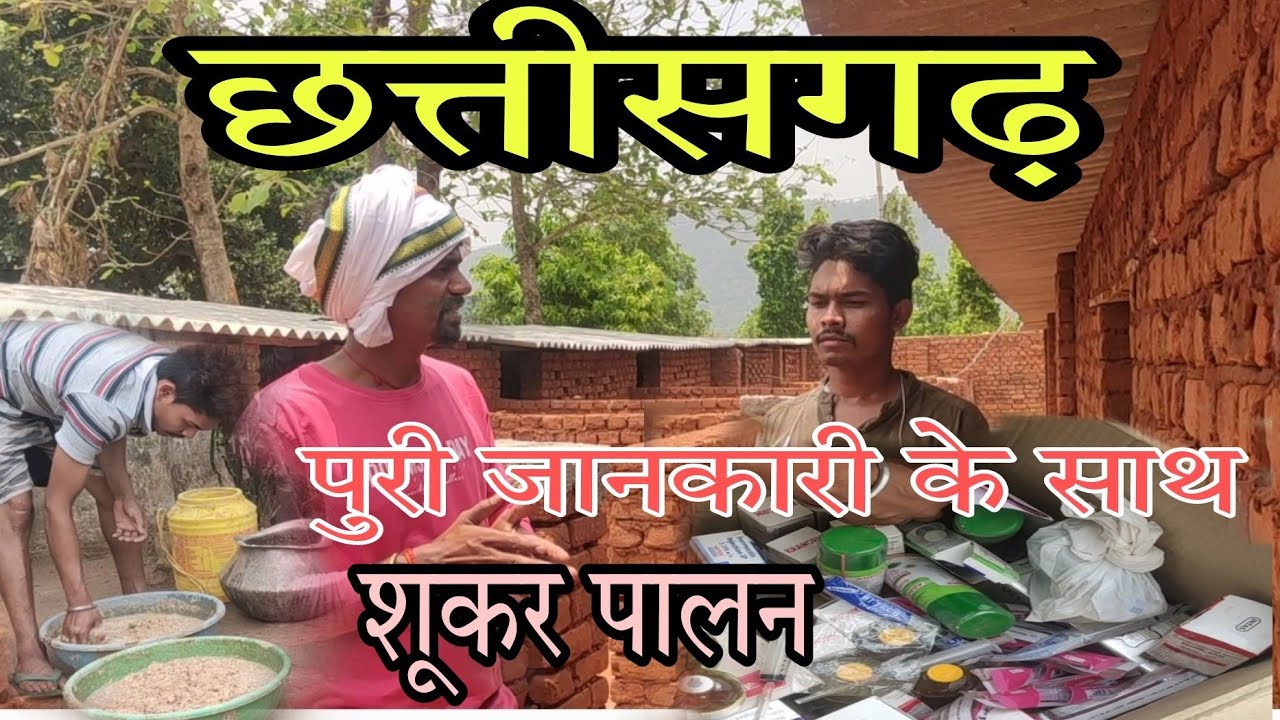 छत्तीसगढ़ के एक यूवक ने शूकर पालन के साथ बत्तख और मछली पालन कर रहे हैं। #pig  @njfarming1818