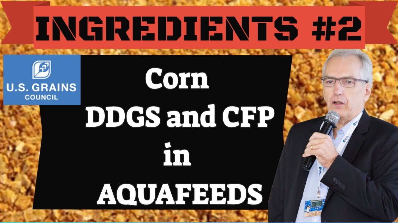 Use of DDGS and Corn Fermented Protein in Aquafeeds