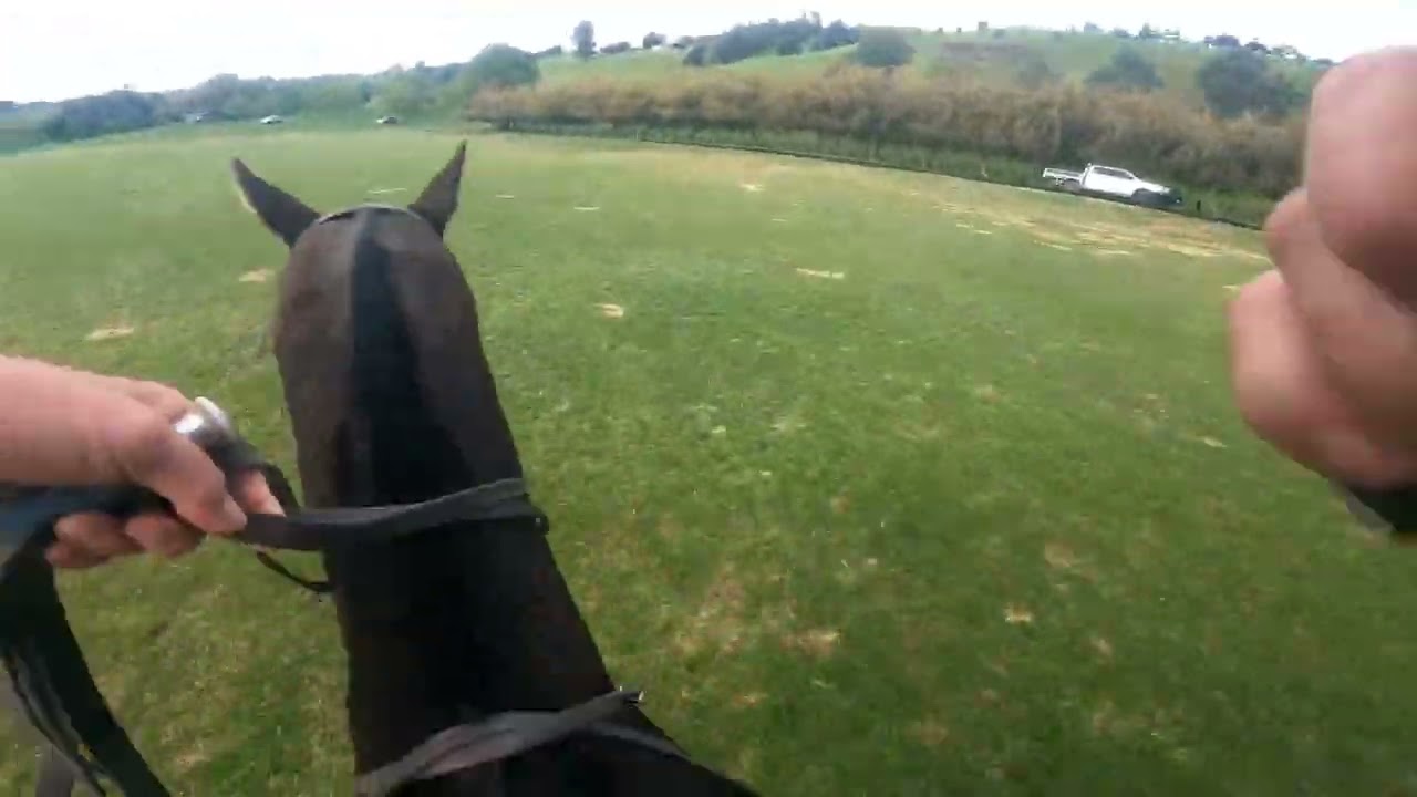 Polo practice at Bombay Hills Polo Club when I saved a goal on the line then went & scored a goal. 