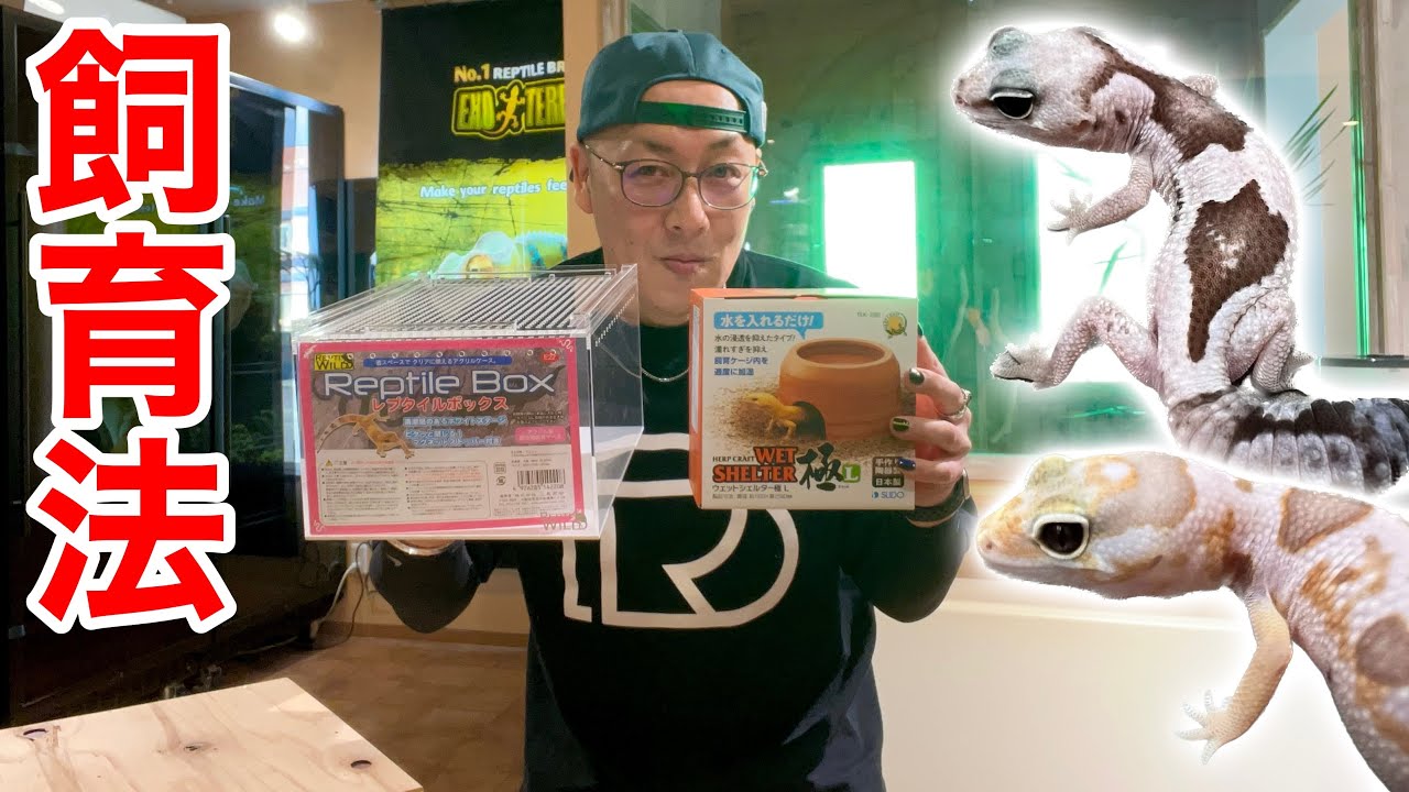 【初心者向け】今からニシアフを飼育する人へ必要な飼育用品を全て紹介します！【ニシアフリカトカゲモドキ｜DREXX】