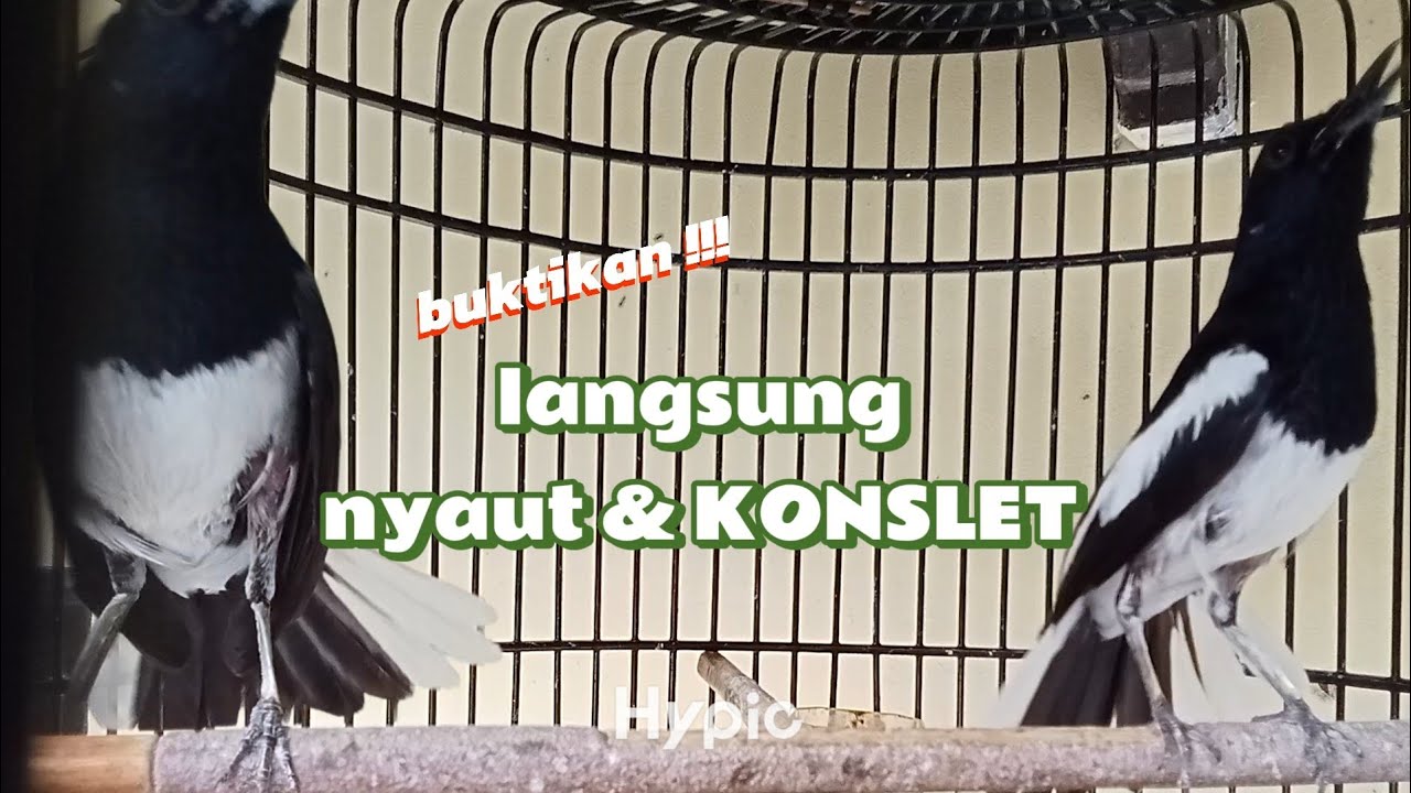 Kacer gacor KONSLET untuk merangsang BIRAHI dan EMOSI.