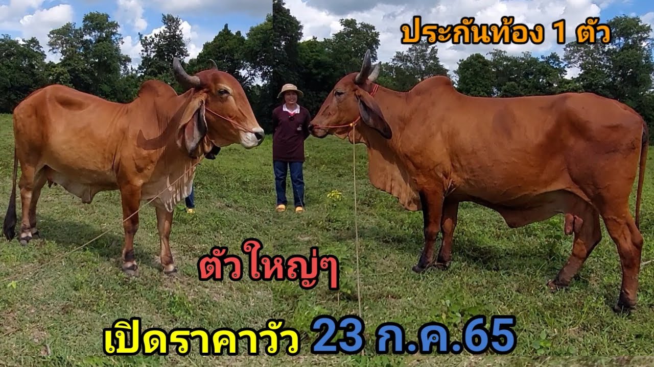 เปิดราคาวัว ล่าสุดวันนี้ (23ก.ค.65)สาวหมู บ.ยางเครือพัฒนา จ.อำนาจเจริญ