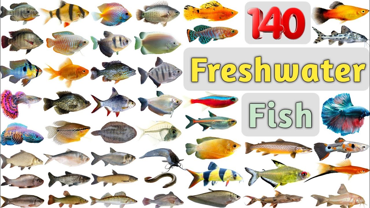 Freshwater Fish Video ll 140 Freshwater Fishes Name In English With Pictures ll Fishes in Pond, Lake