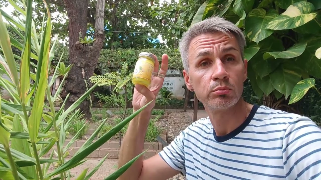 Горный имбирь, имбирь касумунар или плай (ไพล) Zingiber montanum, Zingiber cassumunar or phlai.