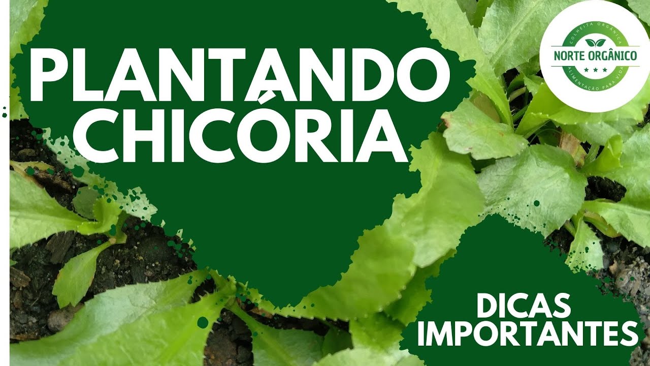 Como plantar chicória ou coentro bravo da Amazônia- Dicas importantes.