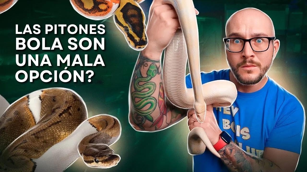 No te compres una pitón bola antes de ver esto!