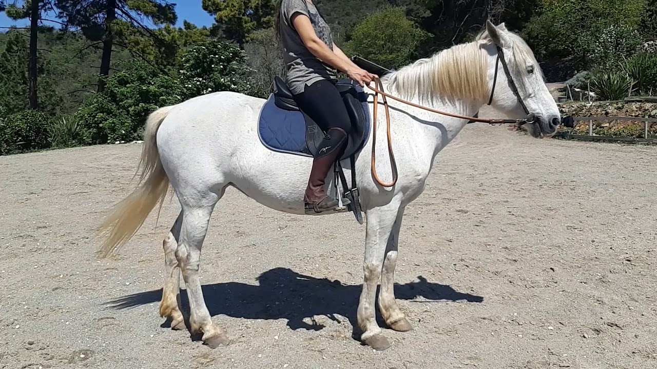 Galop 4, 5 l'incurvation et l'utilisation des aides.