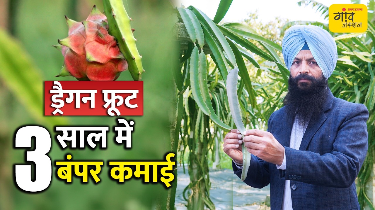 ड्रैगन फ्रूट खेती का वैज्ञानिक मॉडल: 5 लाख निवेश, हर साल लाखों की कमाई + 75% जमीन में इंटरक्रॉपिंग