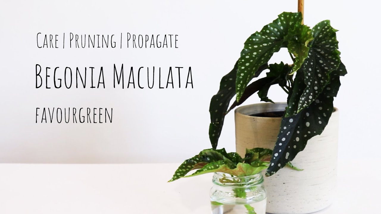 How to grow Begonia | Begonia care tip begonia pruning and water propagation