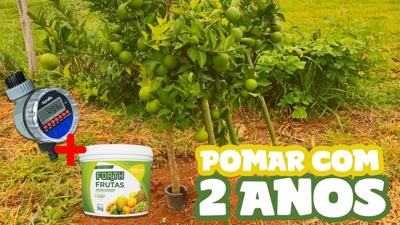 2 ANOS DE POMAR ( FORTH FRUTAS + IRRIGAÇÃO AUTOMATICA )