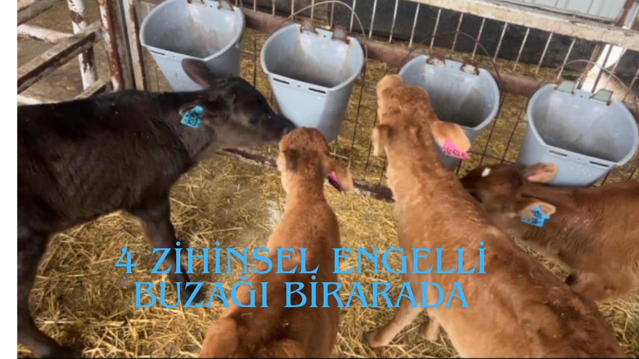 Bu Buzağılar Deli / Çiftlikte Günlük İşler 