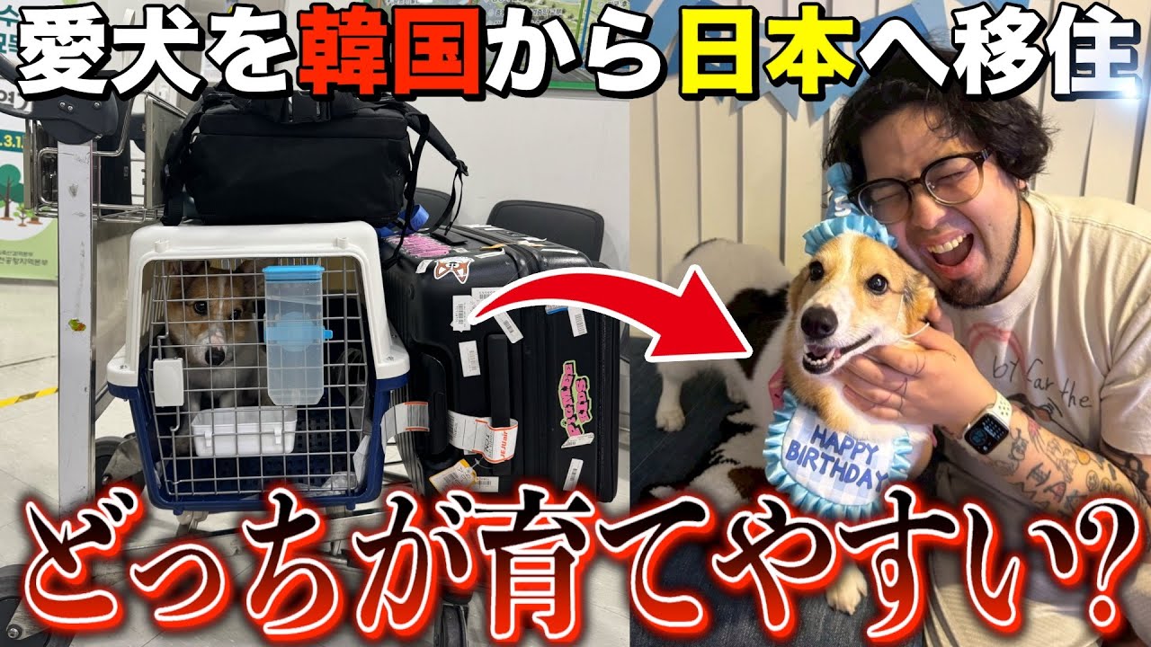 【韓国犬】結局、韓国と日本どっちが犬を飼いやすい？お金事情は？【日韓ペット事情】