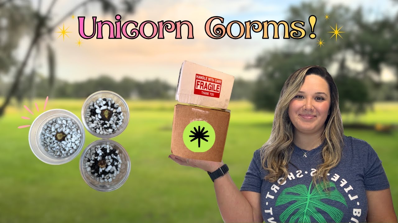 Распакуйте со мной 3 луковицы-единорога🦄 и посадите их в горшки🪴