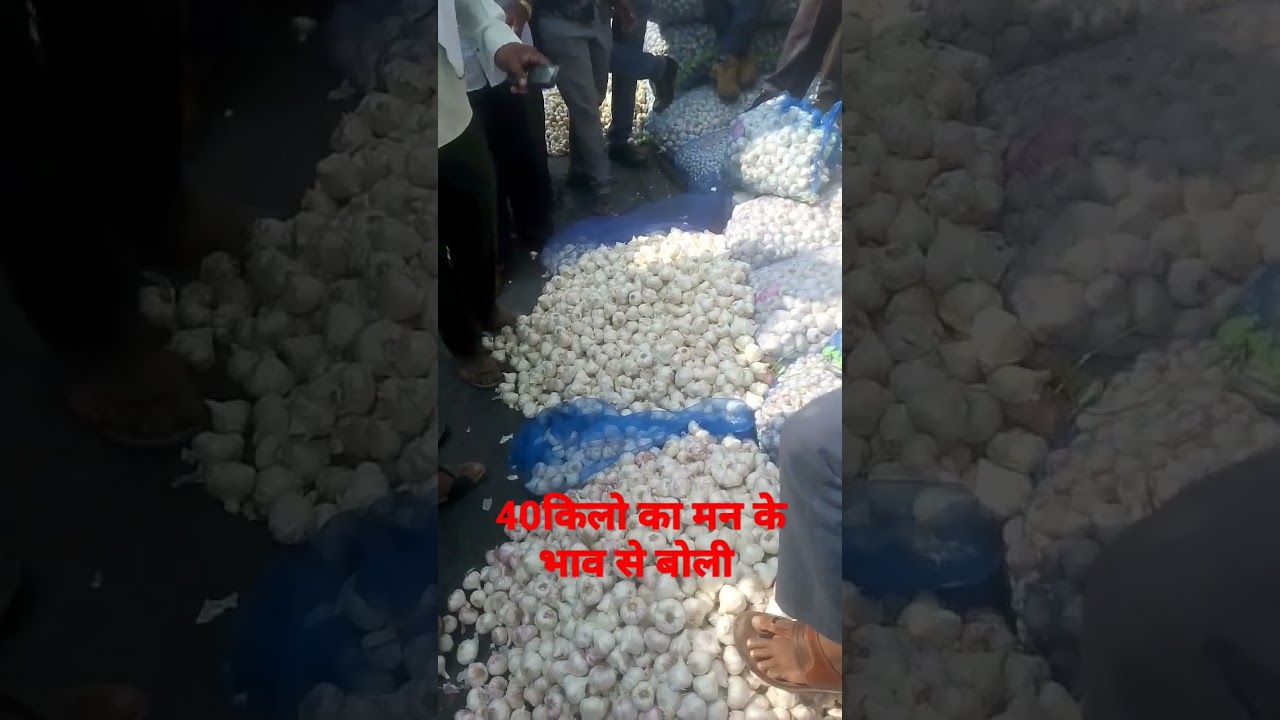 Nagpur lahsun mandi !! Garlic report today !! Garlic wholesale market