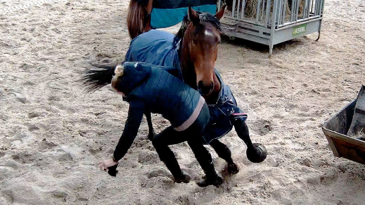 Unfall mit Jungpferd auf dem Paddock – Trainerin dankt ab