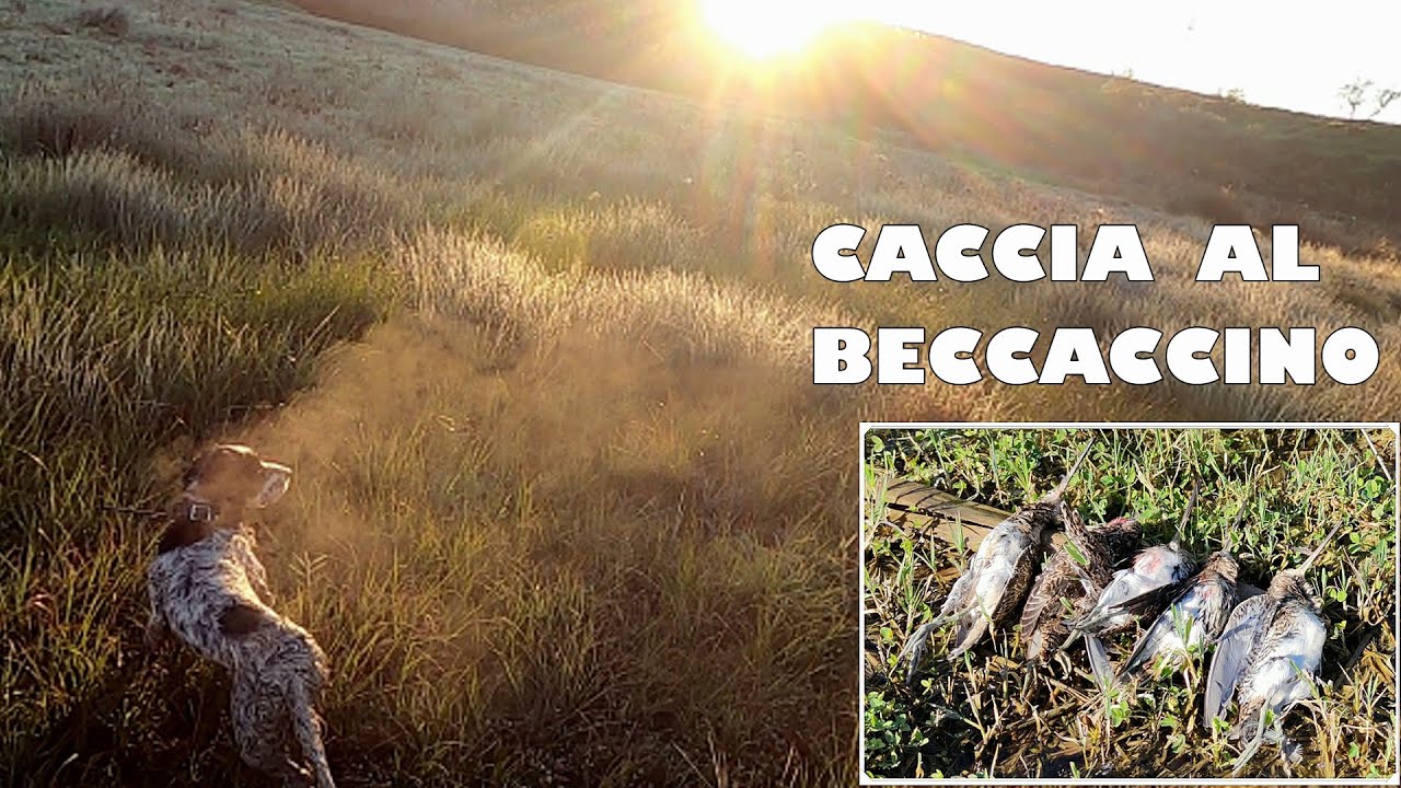Caccia al BECCACCINO (Accirotta) - prima prova per  LAPO - Dicembre 2021- Chasse au Beucassine