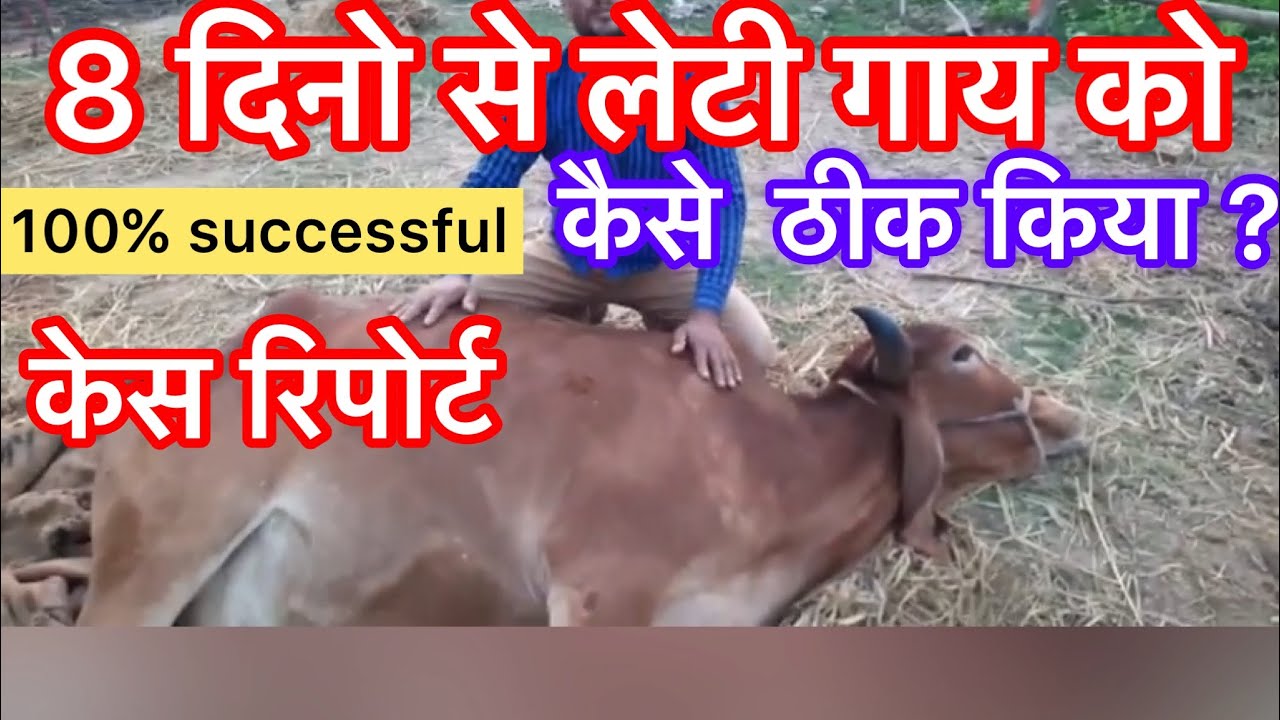 Downer cow syndrome l बैठी गाय को कैसे ठीक किया? l dr umar khan