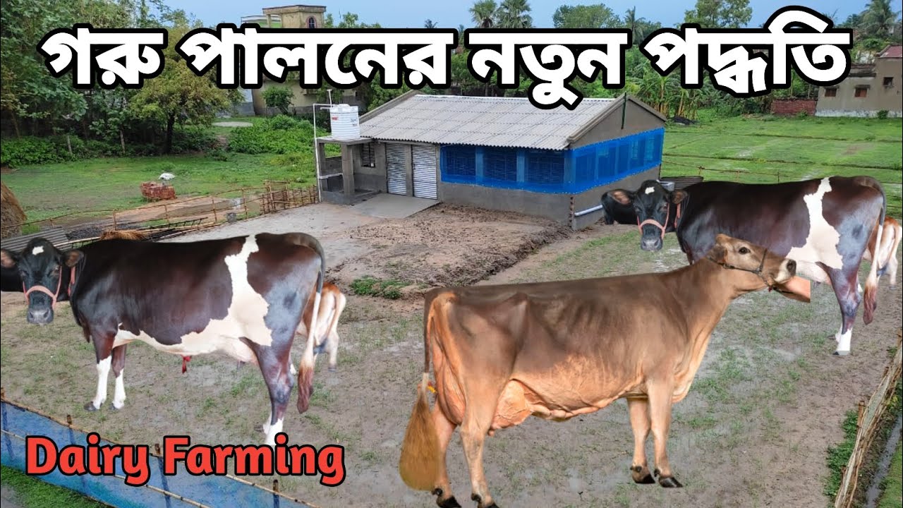 গরু পালনের নতুন পদ্ধতি dairy farming in West Bengal