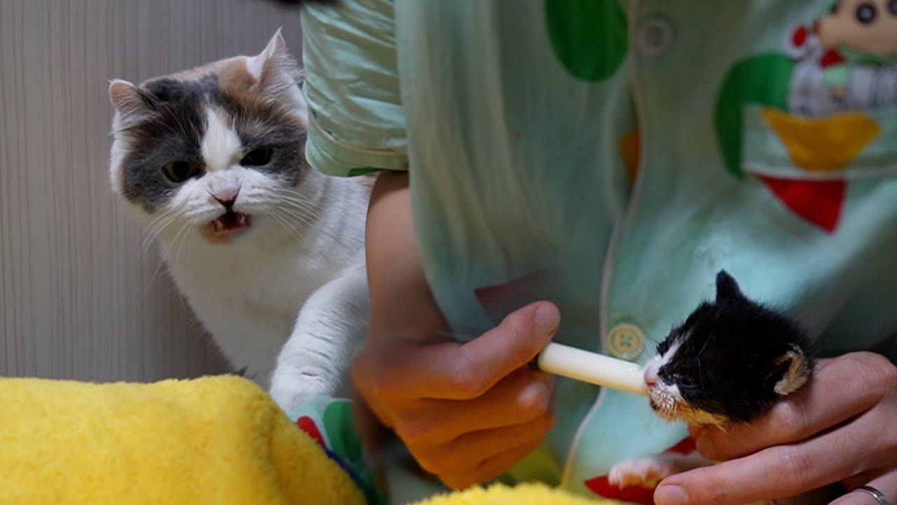 엄마 쟤 왜 집에 안 가?  [탄빵이 임보일기]