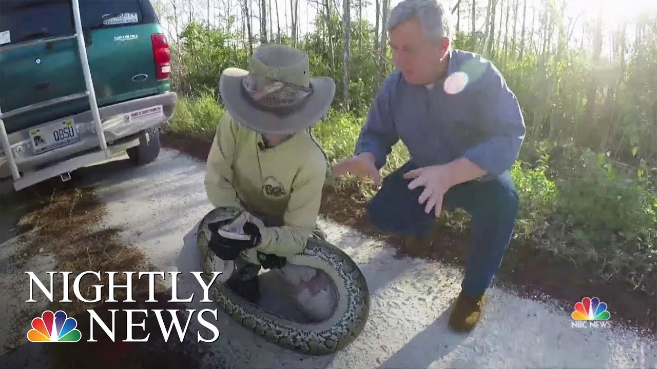 Snake Bounty Hunters Battle Invasive Burmese Pythons In Florida Everglades | NBC Nightly News