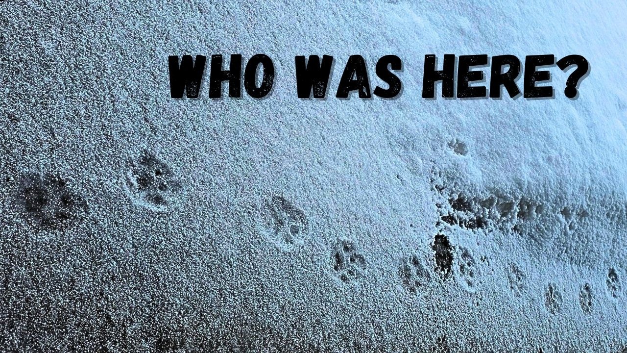 I Think There’s a Lynx at This Remote Alaska Home…