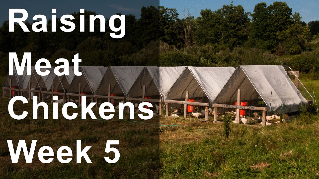 Raising Chickens For Meat: Week 5 of 8, Let Them Eat Grass