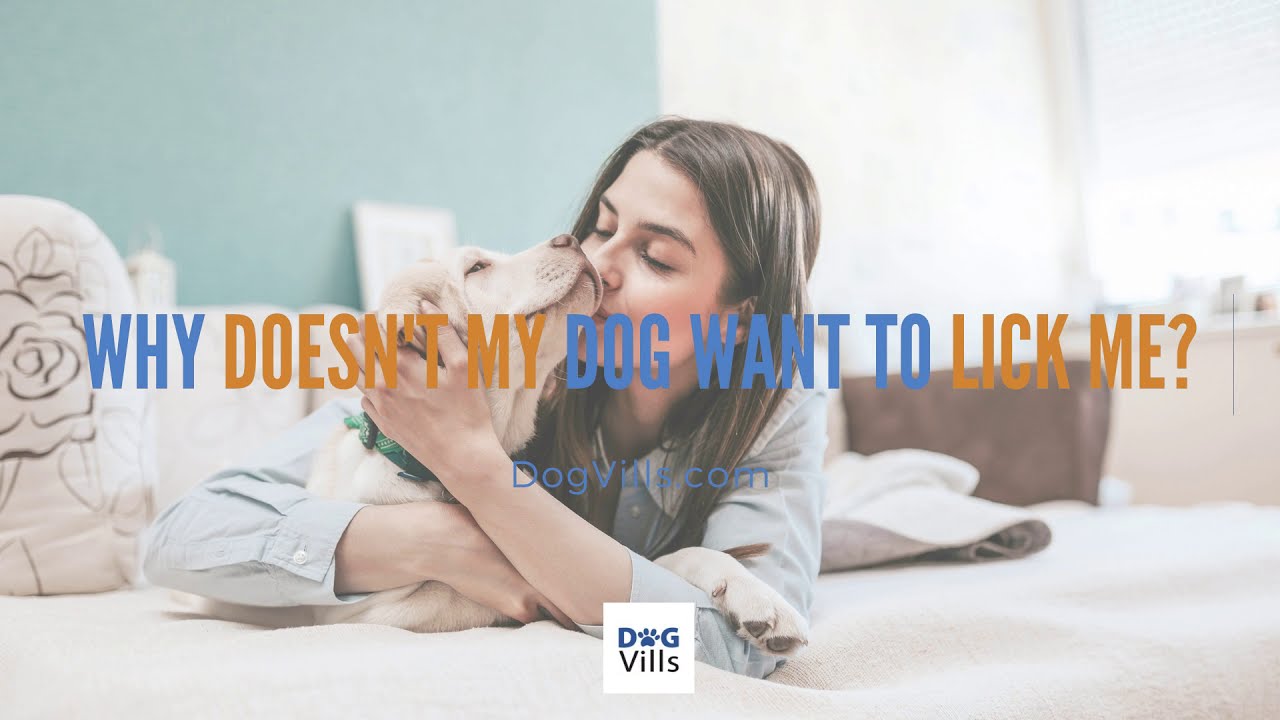 Why dog doesn't lick me