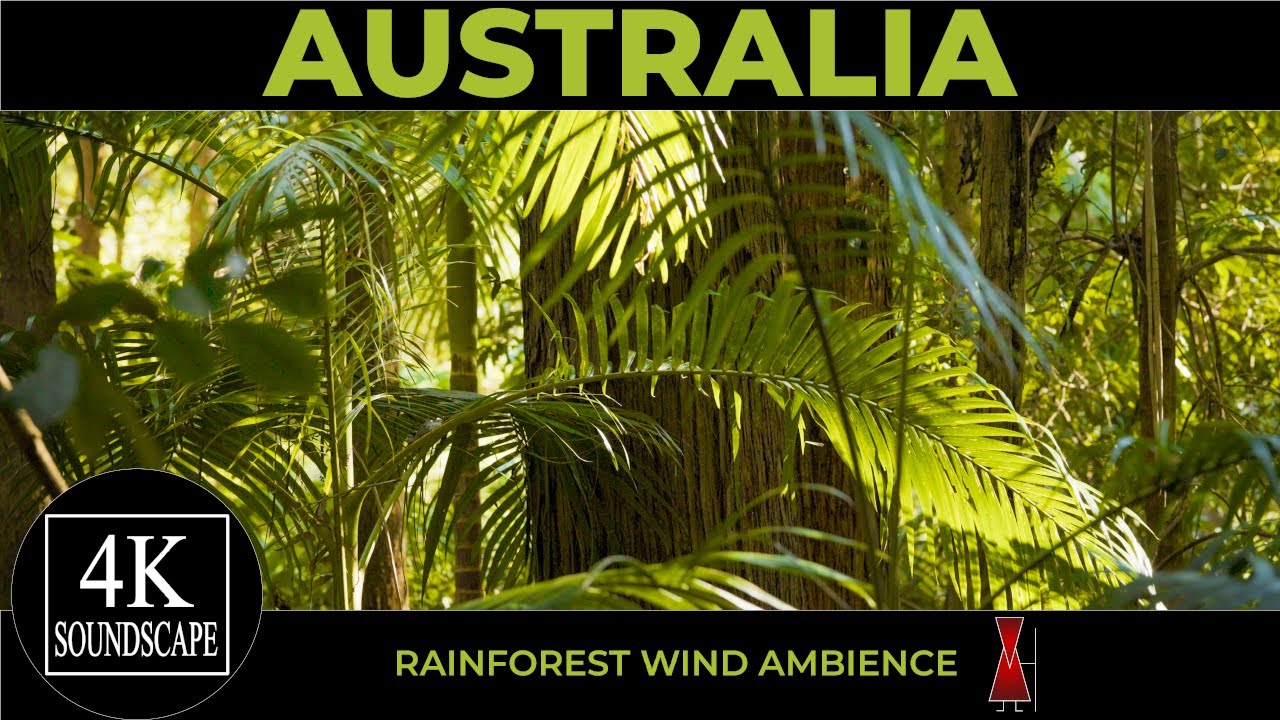 Australian Rainforest Wind Ambience | Nightcap National Park, New South Wales | 4K SOUNDSCAPE