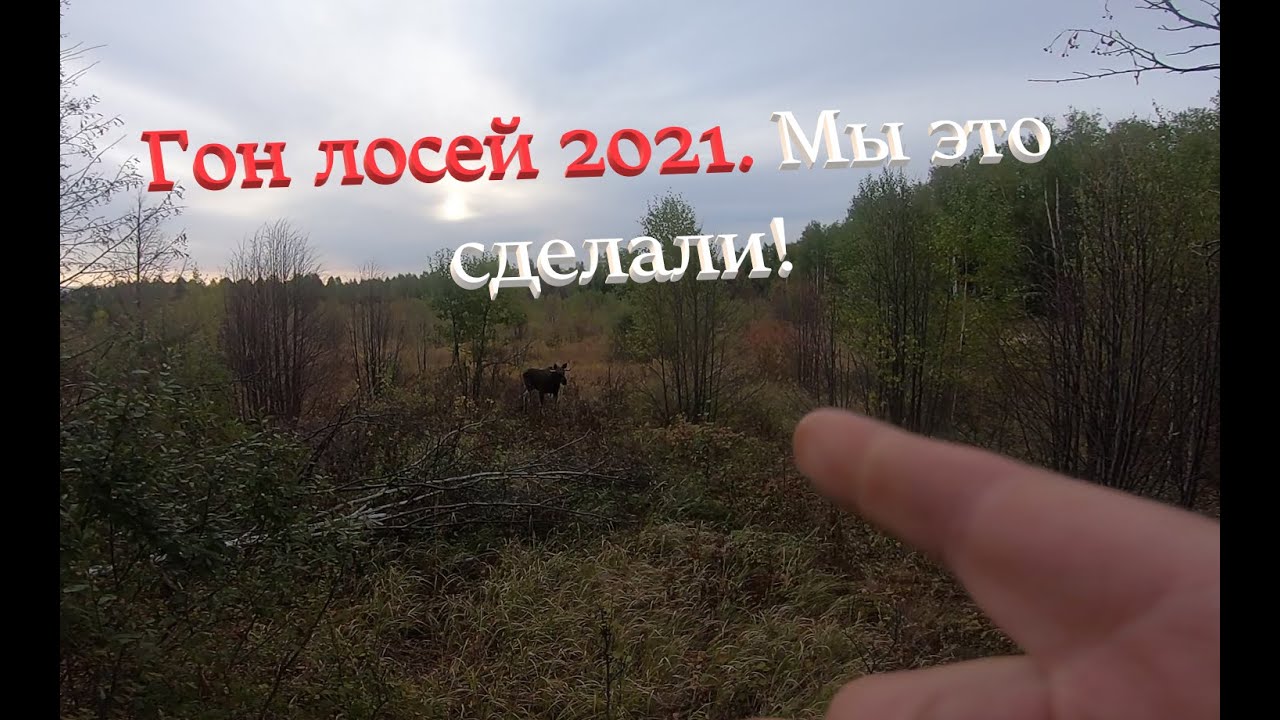 Гон лося 2021. Удачный выстрел...