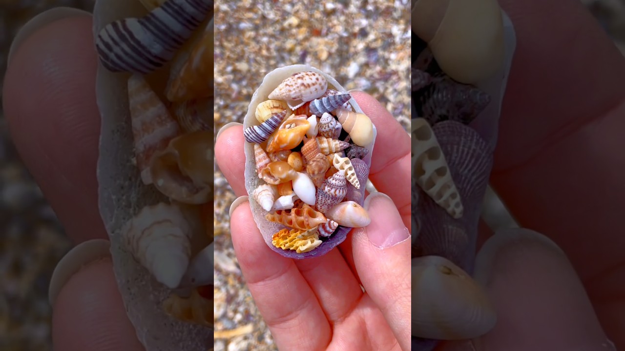 Tiny Seashell Treasures! 🐚✨ 