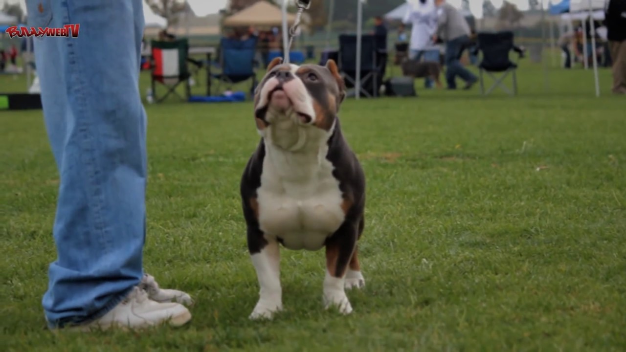 American Bully Grand Champion BEASTRO (Bullywebtv)