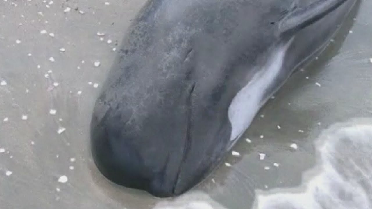 Tragic end for New Zealand beached whales at Golden Bay