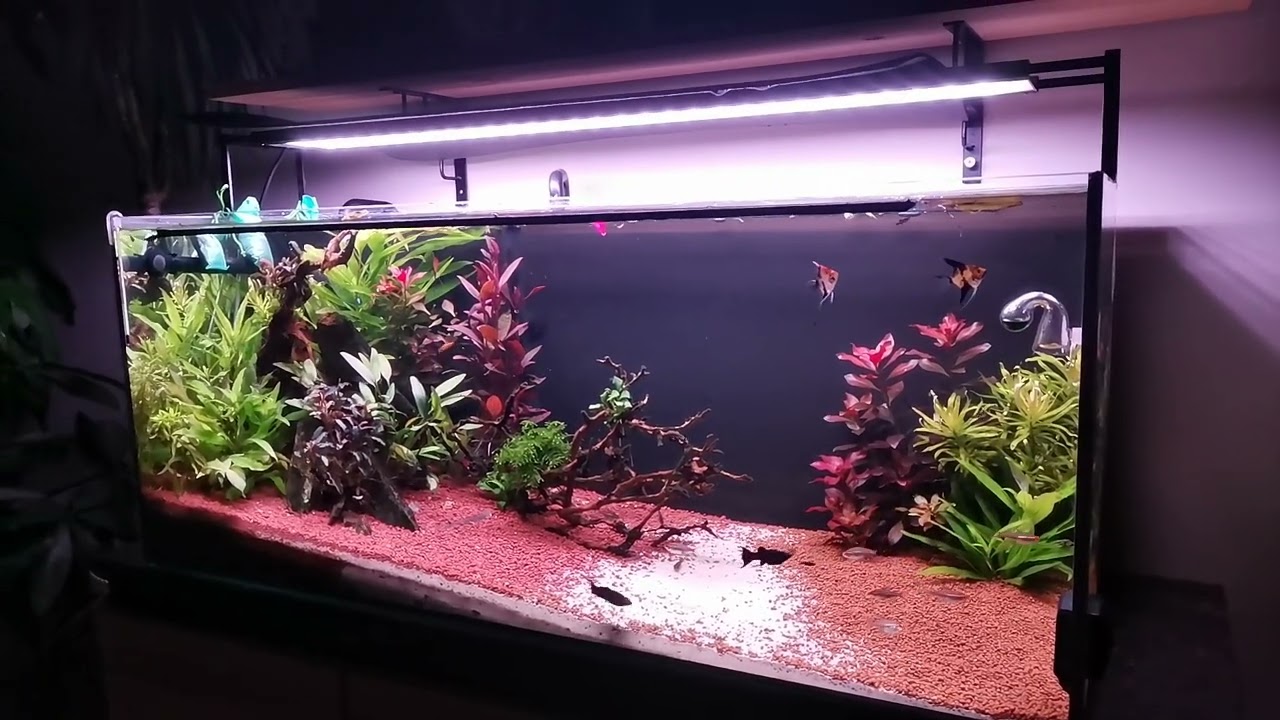 Femanga algen stopp general vs. Tetra Algizit