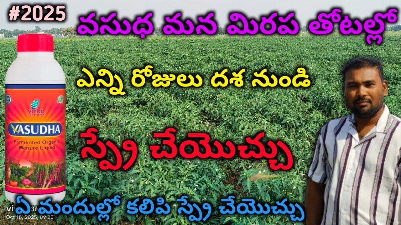 వసుధ స్ప్రే చేసే టైమ్ వచ్చింది || ఎన్ని రోజులు నుండి స్ప్రే చేయొచ్చు? ఏ మందుల్లో కలిపి స్ప్రే చేయాలి